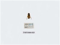 藏品(雙翅目)的圖片